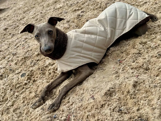 Italian greyhound waterproof quilted winter coat