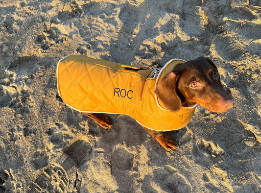 Dachshund dog waterproof winter quilted coat