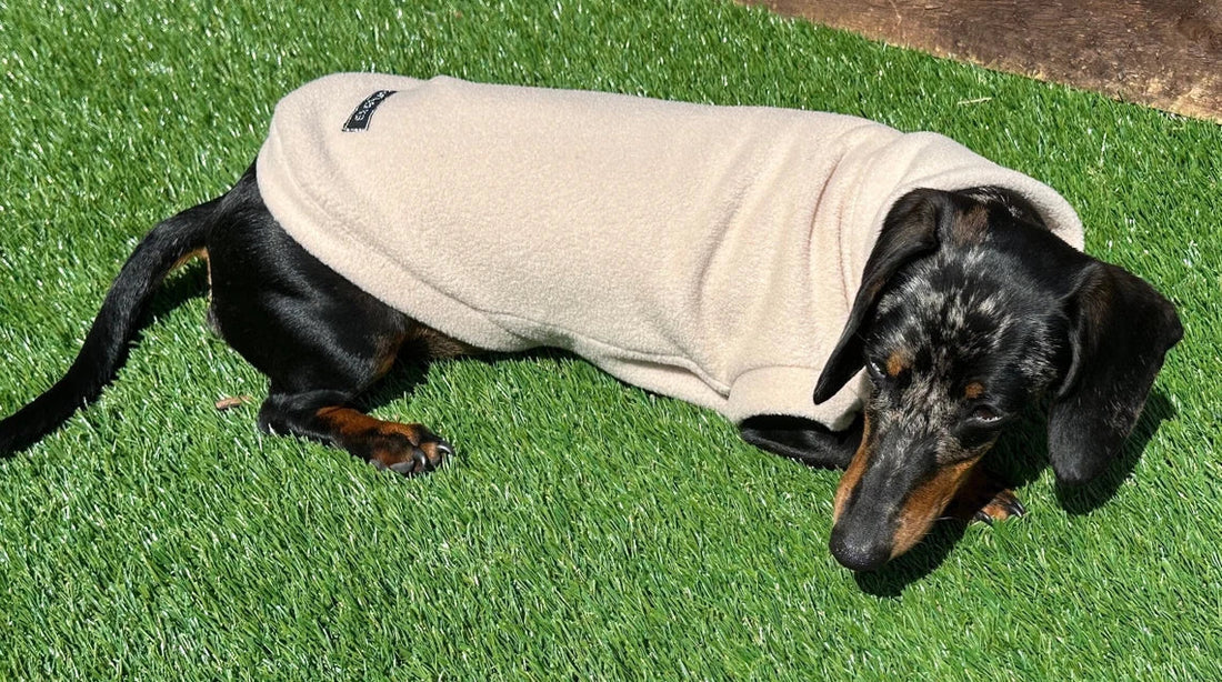 Dachshund fleece jumper