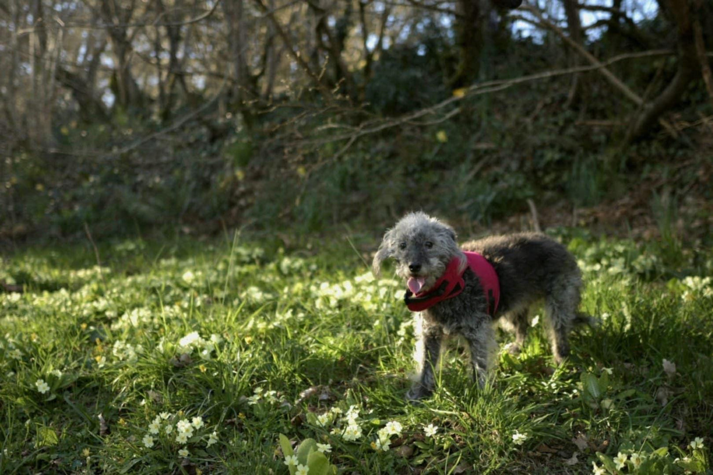 Made-to-Measure Corduroy Dog Harness: Fleece Lined, Adjustable Fit