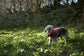 Made-to-Measure Corduroy Dog Harness: Fleece Lined, Adjustable Fit