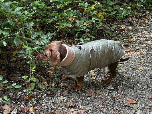 Waterproof Quilted Dachshund Dog Coat: Fleece Lined, Belly Covering