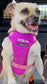 Dachshund Quilted Dog Harness: Padded Fleece Lined, Waterproof, No-Choke
