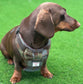 Harris Tweed Dachshund Harness: Padded Fleece, No-Choke Design