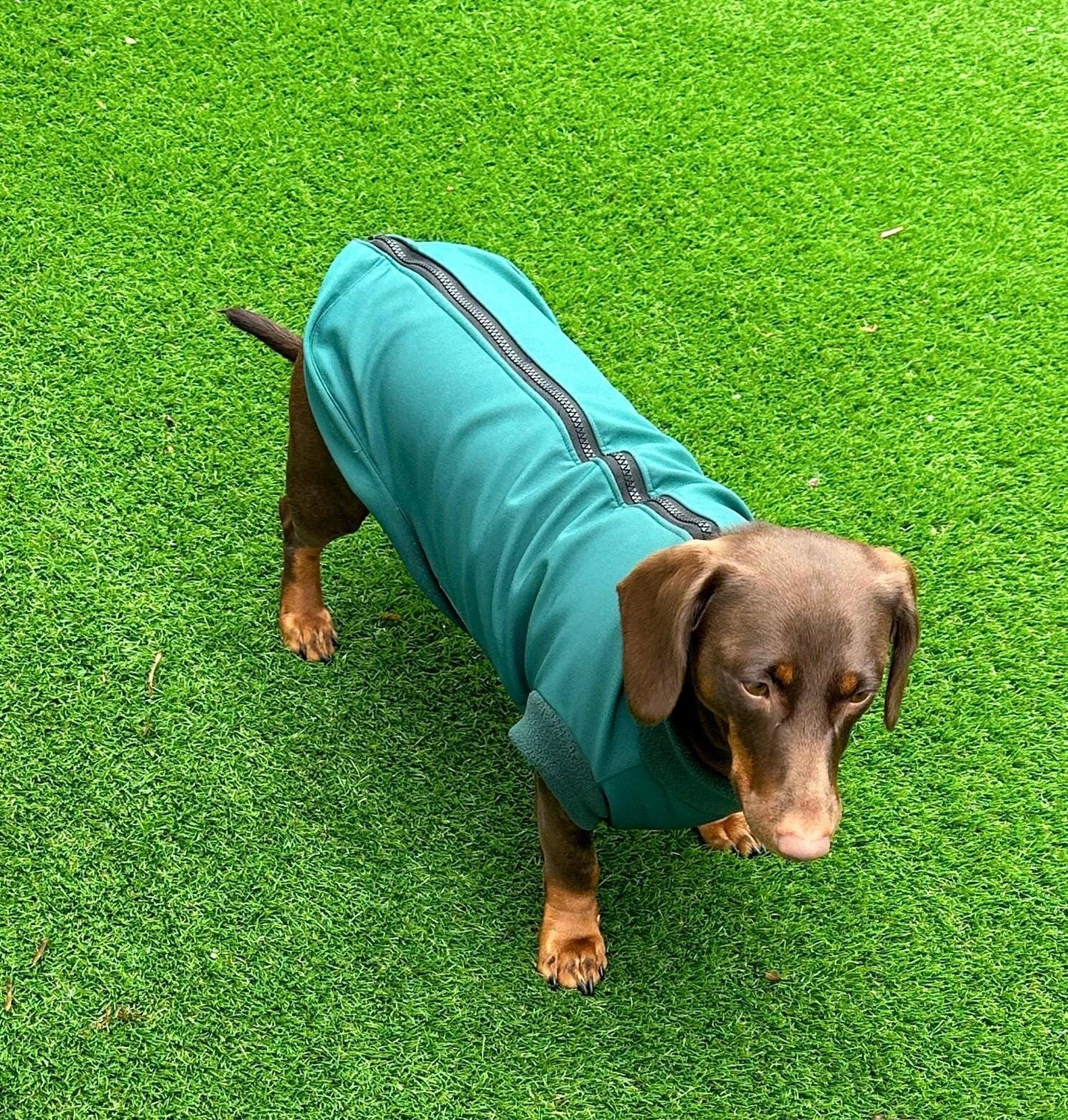 Dachshund Softshell zipped waterproof  jacket ,water repellent  jumper ,step in dog coat,   ,washable dog jacket, Mud Repellent