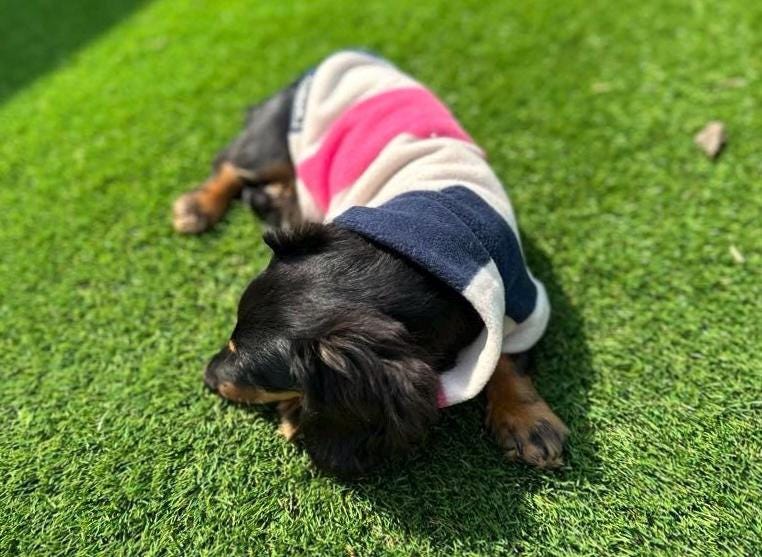 Dachshund Fleece Jumper: Breathable, Washable Dog Coat