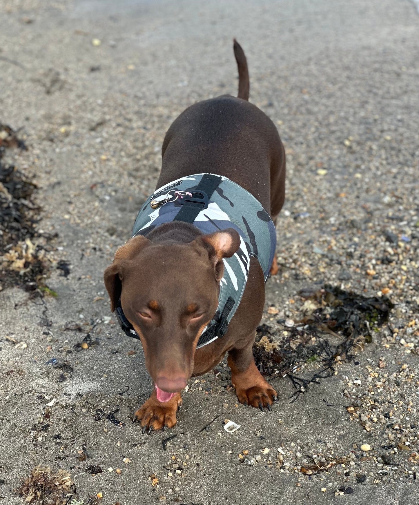 Waterproof Dachshund Harness: Fleece Lined, No-Rub Design