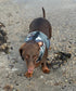 Waterproof Dachshund Harness: Fleece Lined, No-Rub Design