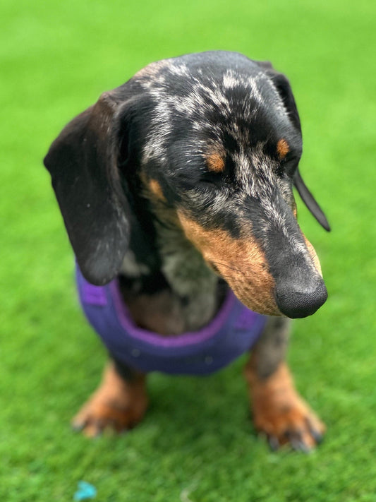 Dachshund Quilted Dog Harness: Padded Fleece Lined, Waterproof, No-Choke
