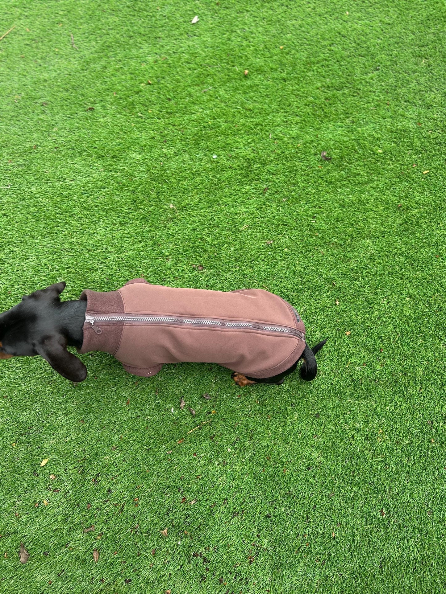 Dachshund Softshell zipped waterproof  jacket ,water repellent  jumper ,step in dog coat,   ,washable dog jacket, Mud Repellent