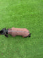 Dachshund Softshell zipped waterproof  jacket ,water repellent  jumper ,step in dog coat,   ,washable dog jacket, Mud Repellent