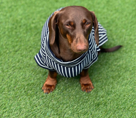 Dachshund Stripe Jersey Jumper: Washable Dog T-Shirt