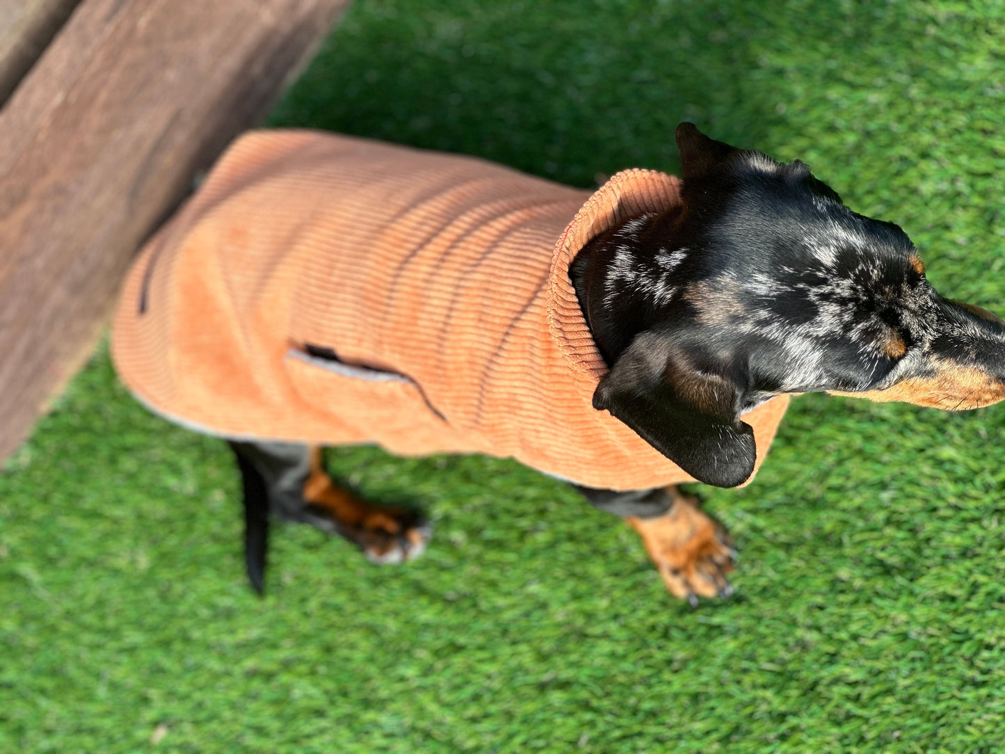 Corduroy Dachshund Coat: Fleece Lined Dog Jacket with Harness Hole