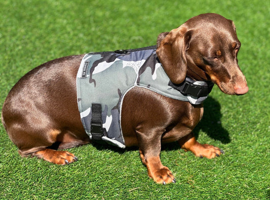 Waterproof Dachshund Harness: Fleece Lined, No-Rub Design