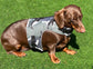 Waterproof Dachshund Harness: Fleece Lined, No-Rub Design