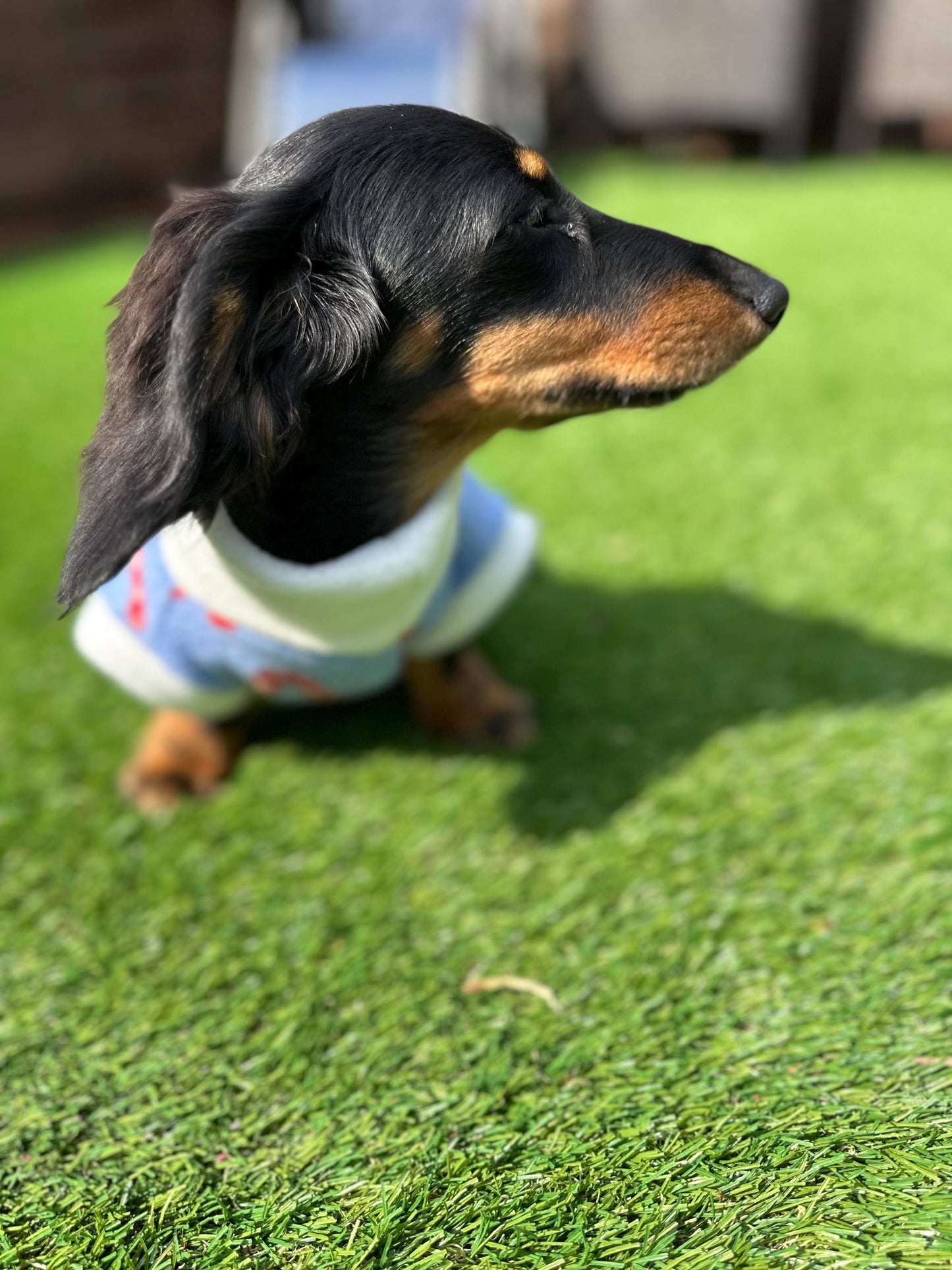 Dachshund Christmas jumper ,dog jumper ,breathable dog jumper, dog jacket,washable dog jumper,Water & Mud Repellent dog suit