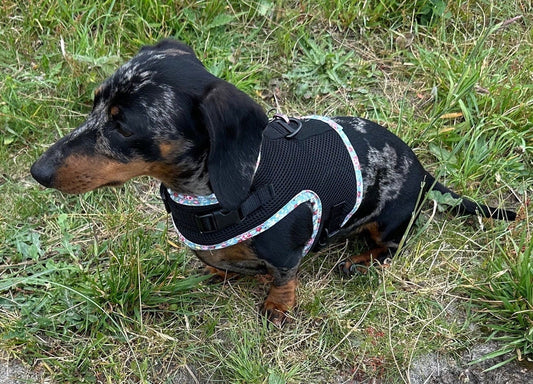 Made-to-Measure Dachshund Harness: Rub-Free Spacer Mesh, Custom Trim