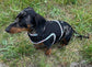 Made-to-Measure Dachshund Harness: Rub-Free Spacer Mesh, Custom Trim