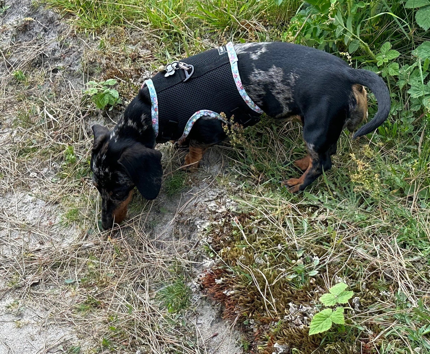 Made-to-Measure Dachshund Harness: Rub-Free Spacer Mesh, Custom Trim