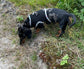 Made-to-Measure Dachshund Harness: Rub-Free Spacer Mesh, Custom Trim