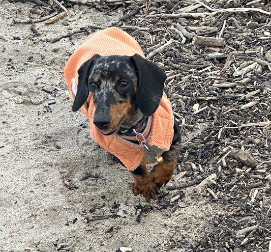 Dachshund corduroy coat , dog coat , dachshund chest covering dog coat , dog jacket, dachshund jacket