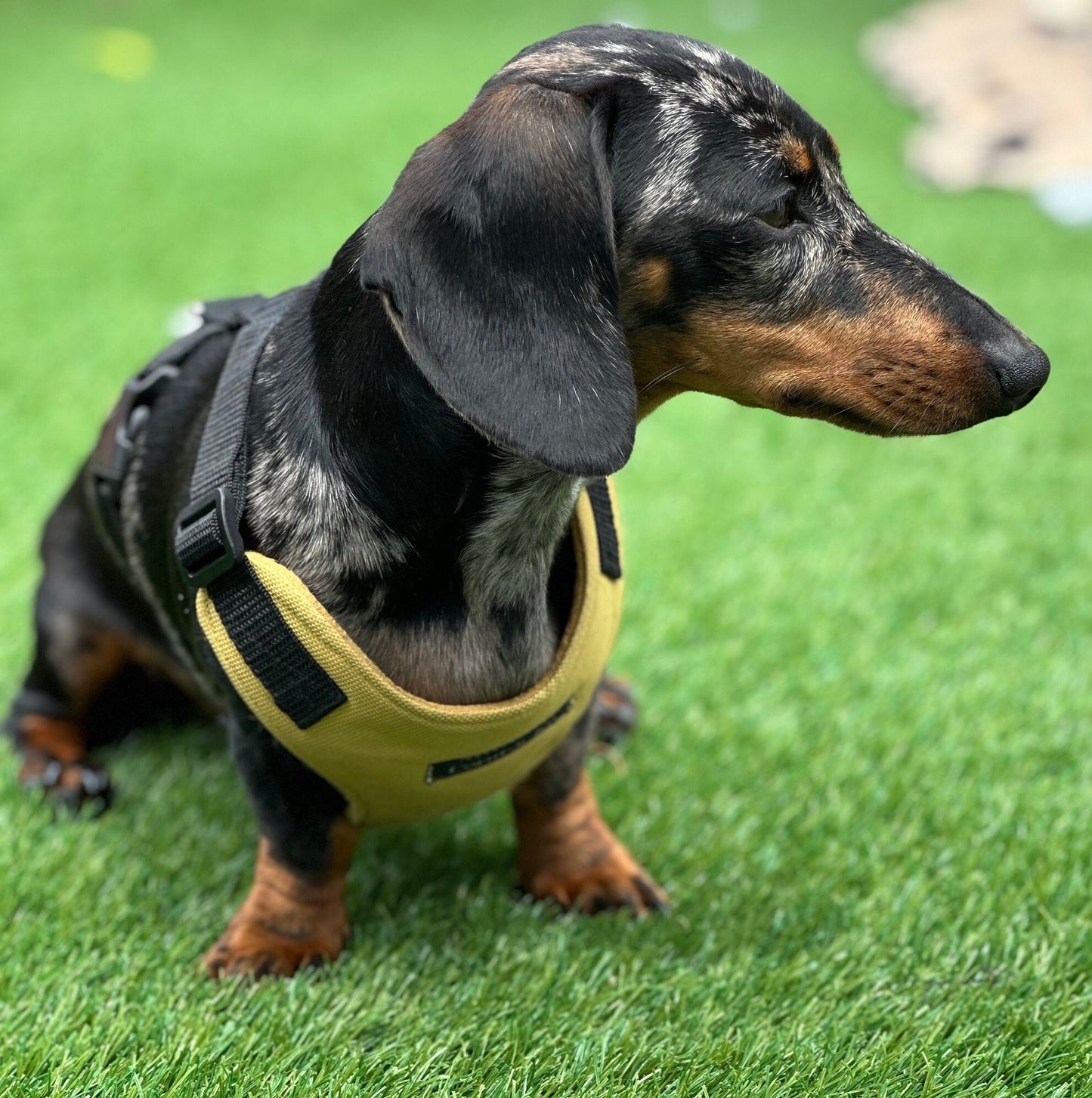 Waterproof Cordura Dachshund Harness: Padded Fleece Lined, No Choke