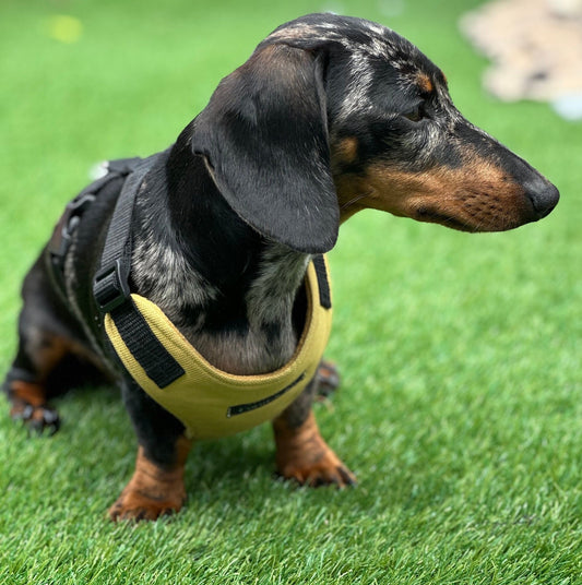Waterproof Cordura Dachshund Harness: Padded Fleece Lined, No Choke