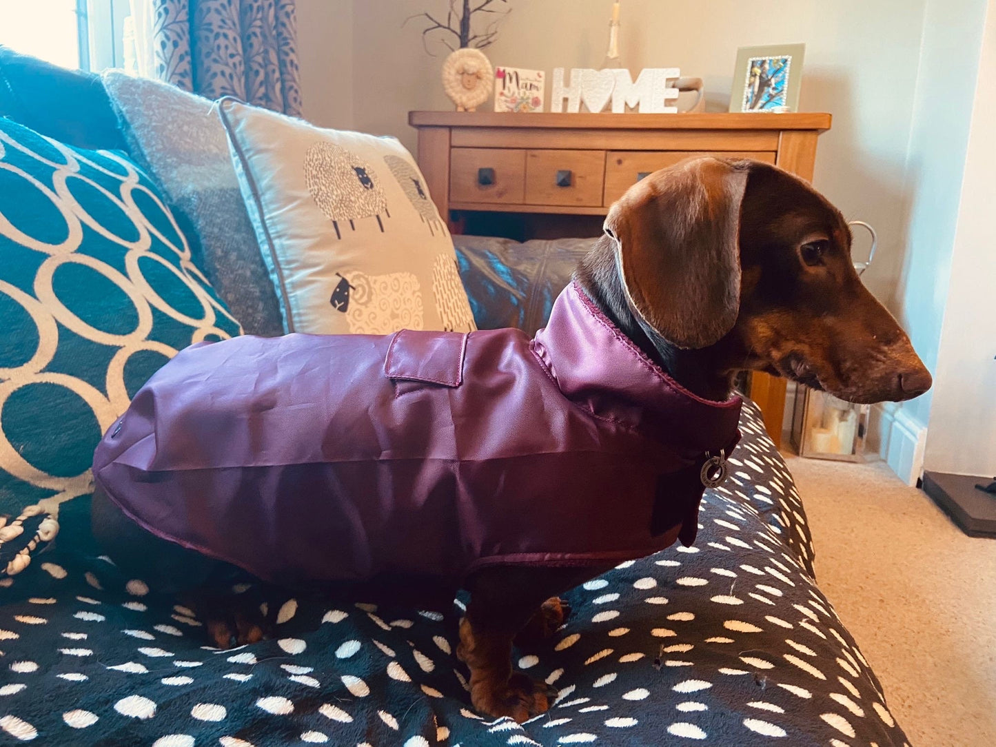 Waterproof Dachshund Coat: Lightweight Fleece-Lined Dog Raincoat