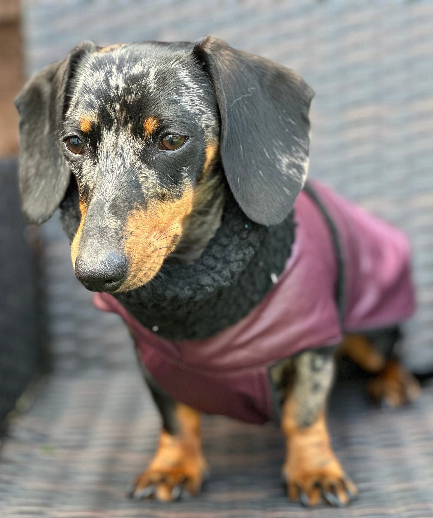 Dachshund Dry wax  dog coat,dog coat ,winter dog coat , dachshund coat ,belly covering dog coat,waterproof dachshund coat
