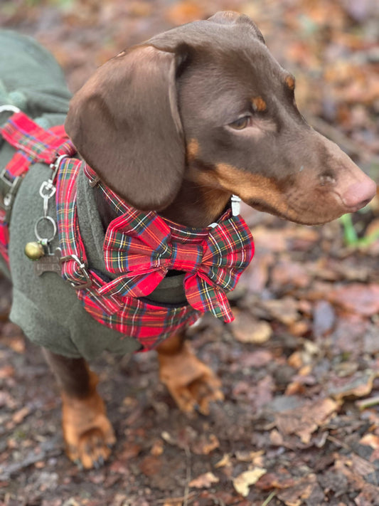 Tartan Dachshund Harness Set: Padded Fleece, No-Choke Design