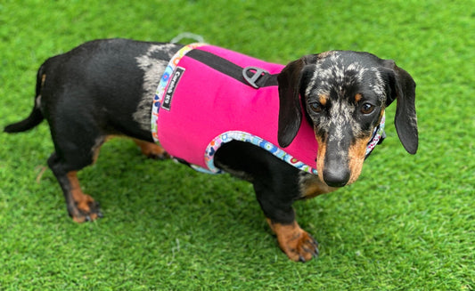 Dachshund made to measure Neoprene Dog Harness: No-Rub Comfort Vest