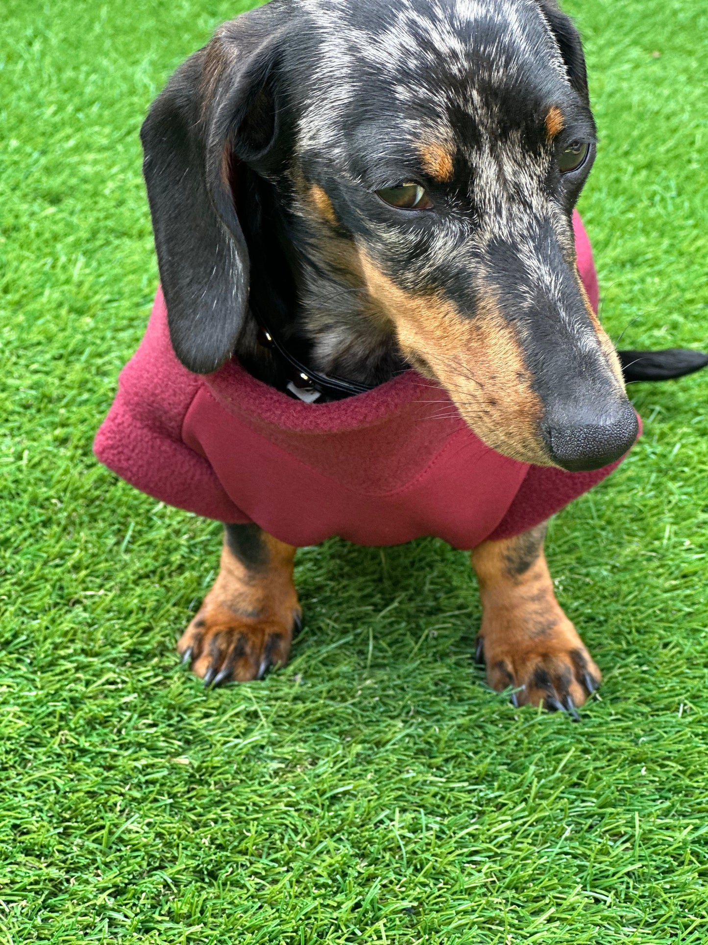 Dachshund zipped  fleece with Softshell waterproof tummy  ,dachshund zipped  jumper ,dachshund jacket,water and mud repellent fleece ,