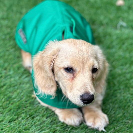 Waterproof Fleece-Lined Dachshund Coat: Lightweight Spring Dog Apparel