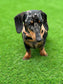 Corduroy Dachshund Harness: Fleece Lined, Adjustable Dog Vest