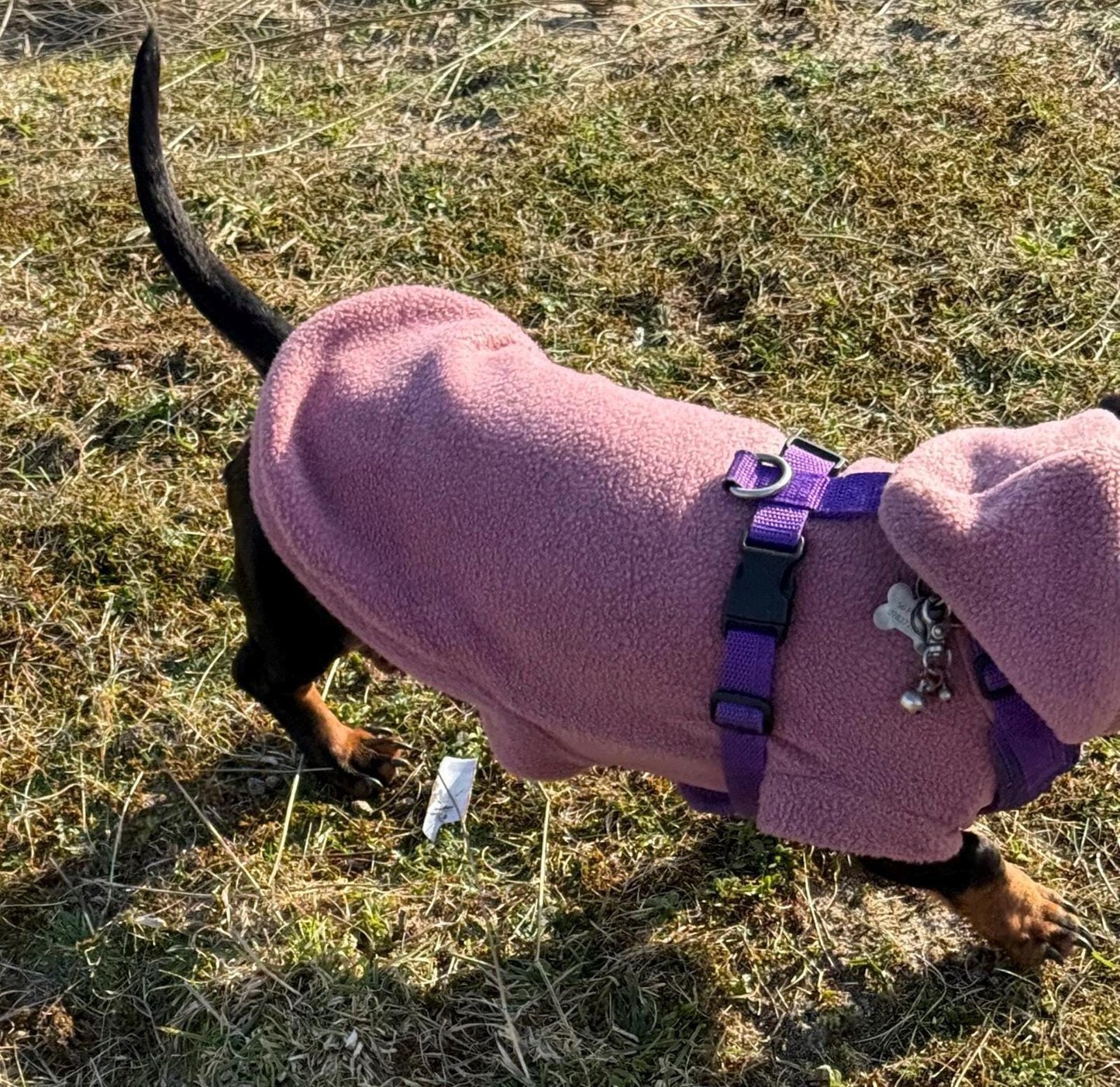 Waterproof Dachshund Hoodie: Fleece Lined, Mud Repellent Soft Shell