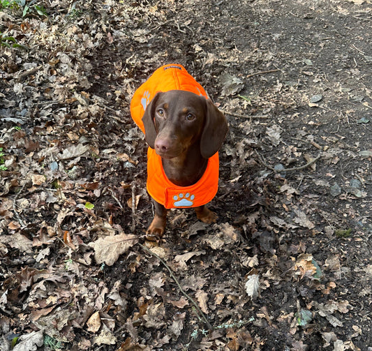 Dachshund Quilted Dog Coat: Waterproof Hi-Vis Winter Pet Apparel