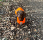 Dachshund Quilted Dog Coat: Waterproof Hi-Vis Winter Pet Apparel