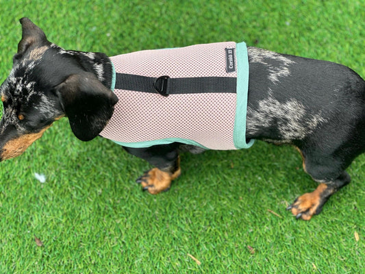 Dachshund harness ,dog harness ,dachshund dog vest ,no arm pit rub harness,rub free harness
