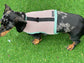 Dachshund harness ,dog harness ,dachshund dog vest ,no arm pit rub harness,rub free harness