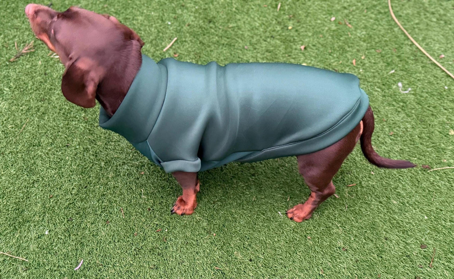 Dachshund neoprene jumper with water resistant belly panel