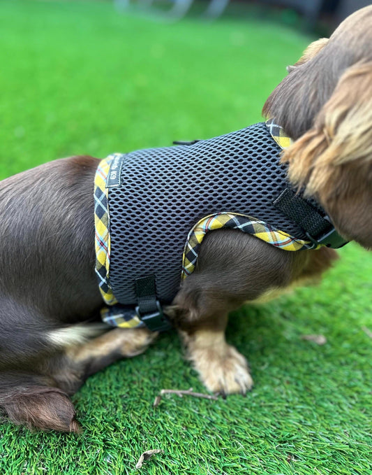 Made-to-Measure Dachshund Harness: Cornish Tartan Trim, No-Rub Design