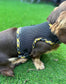 Made-to-Measure Dachshund Harness: Cornish Tartan Trim, No-Rub Design