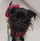 Waxed dog coat, waterproof dog coat, dog coat ,winter dog coat , pet accessories,dachshund dog coat