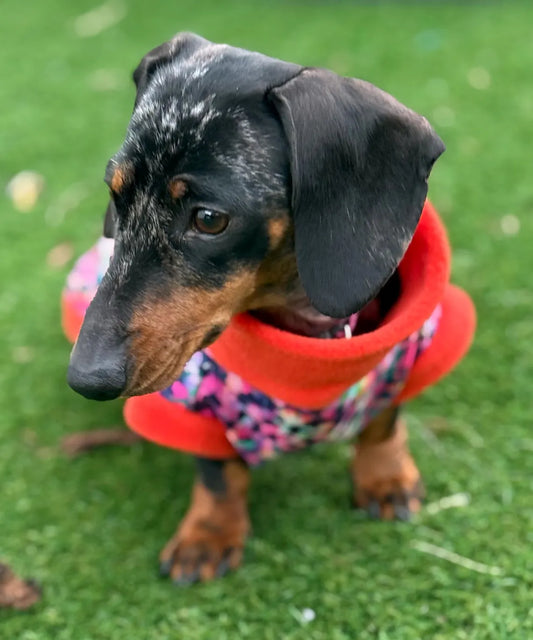 Dachshund Print Softshell Fleece Dog Jacket: Waterproof Jumper.