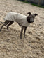 Waterproof Quilted Italian Greyhound Coat: Sherpa Fleece Lined Winter Iggy Coat.