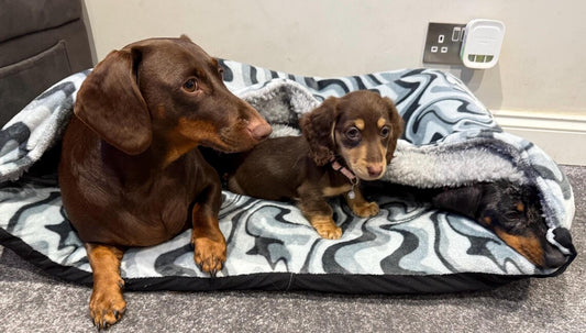 Corduroy Dachshund Bed Cave: Sherpa Fleece Snuggle Sack, Personalized Dog Sleeping Bag