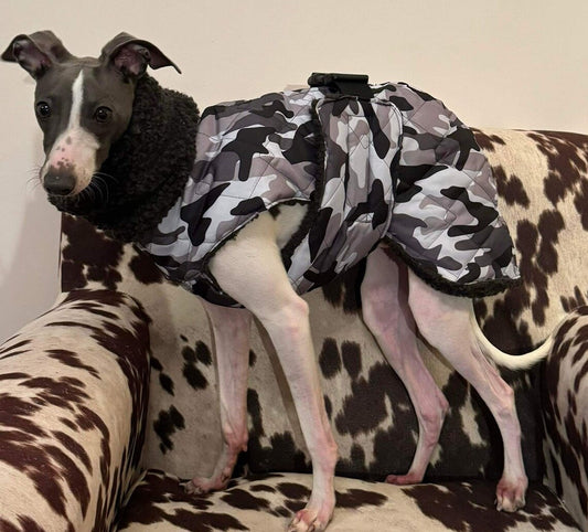 Waterproof Quilted Italian Greyhound Coat: Sherpa Fleece Lined, Chest Covering.