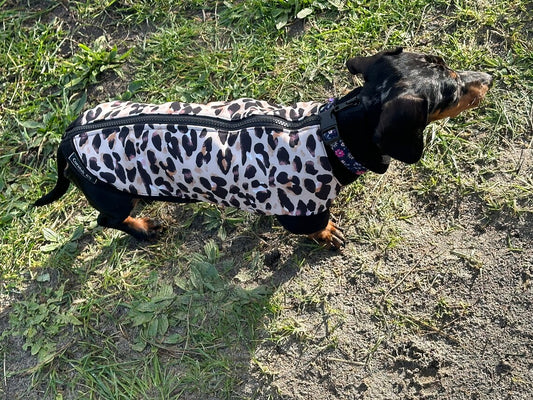 Leopard Print Dachshund Fleece Jumper: Zipped Softshell, Water Resistant.