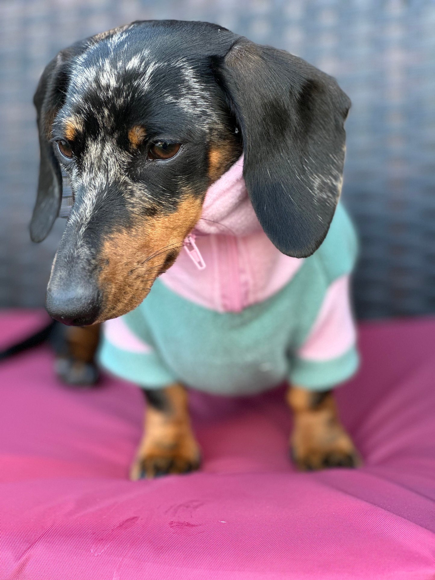 Dachshund  zipped neck  fleece ,dog jumper,dachshund legged jumper ,dachshund jumper , dachshund fleece,dachshund fleece jacket