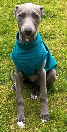 Cotton Jersey Italian Greyhound Cooling Top: Washable Dog Jumper